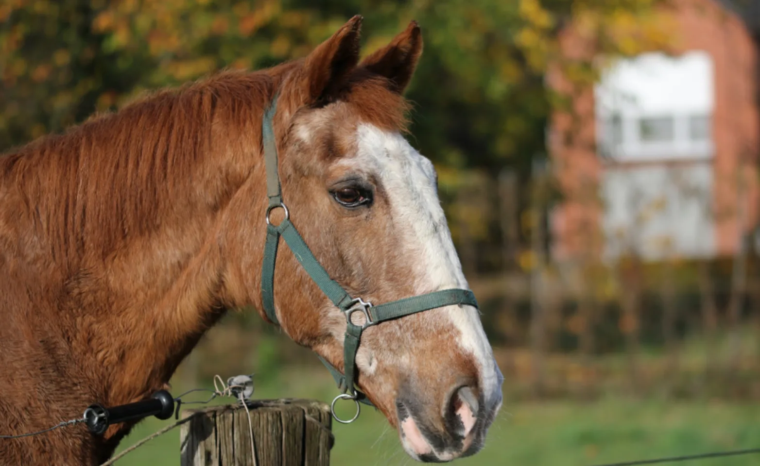 Senior horse in a pasture looking over a fence